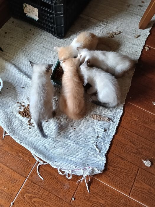 5 gatos para adoção