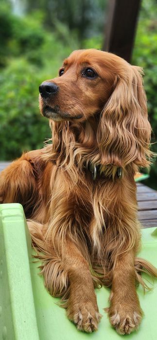 Кокер спаніель В'ЯЗКА