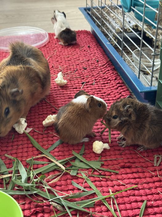 Продам морских свинок(свои)