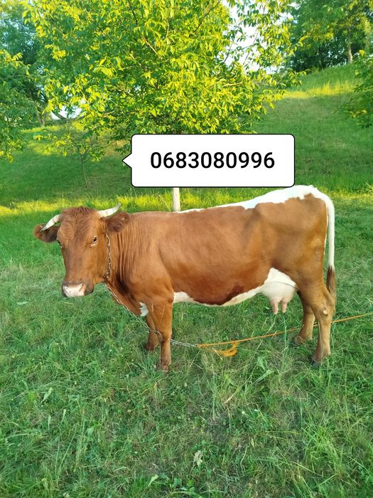 Продам добру корову калинка
