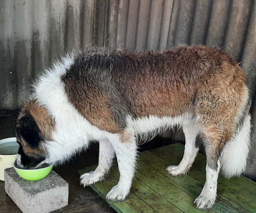 Молодий кобель, московська сторожова, шукає дівчинку. В’язка / Злучка.
