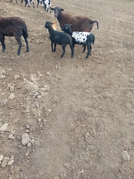 Owieczki baranki mix kameroun dorper 75%