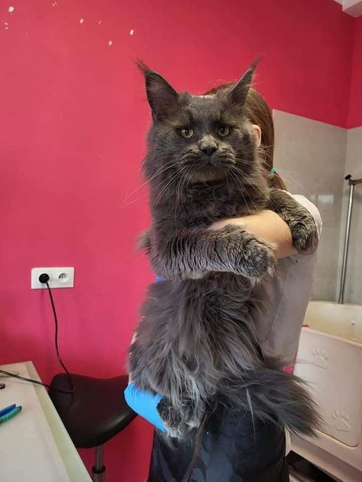 Maine Coon kocurek