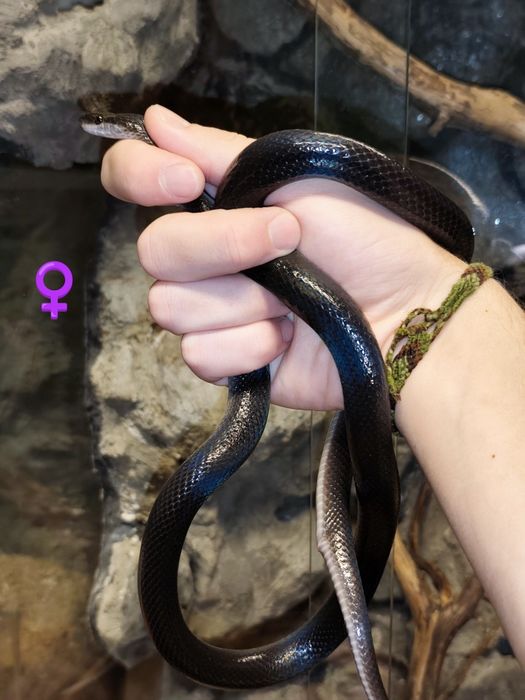 Wąż mahoniowy hybryda het black het albino t- jak wąż zbożowy