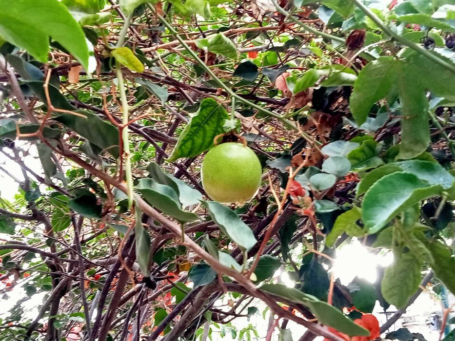 2 Pés de maracujá amarelo