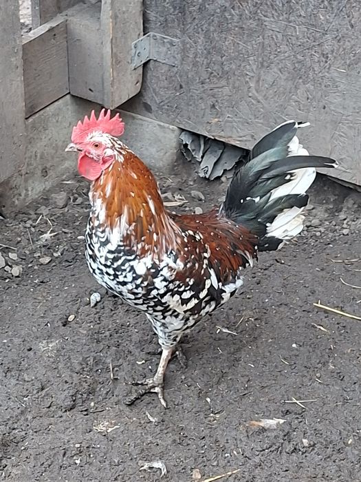 Koguciki karzełek liliputek