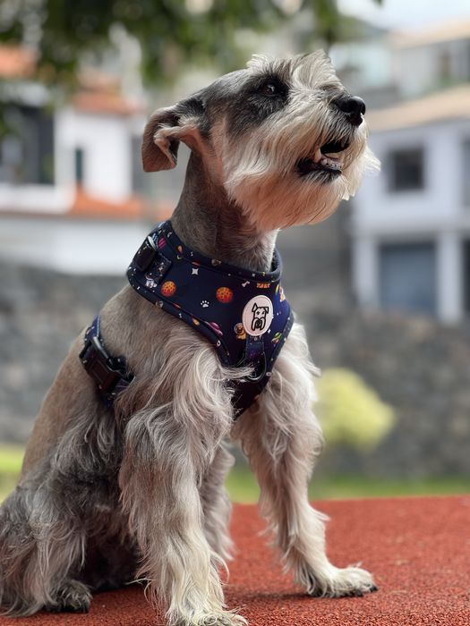 Peitoral ajustável Lunatica