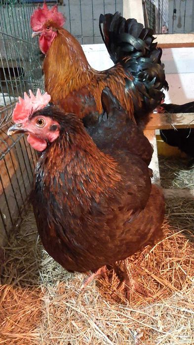 інкубаційне яйце маран чорно-мідний