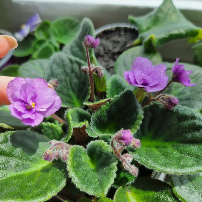 Фіалки  різні ,сортові.Хавортія