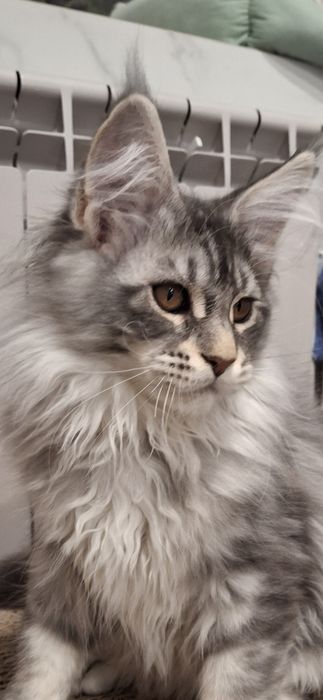 Кошенята Мейн Кун