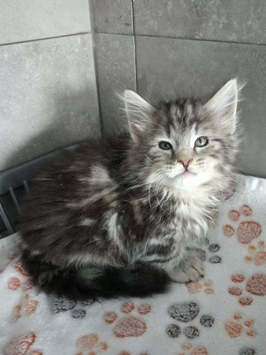 Gatinho  Bosques da Noruega com lop