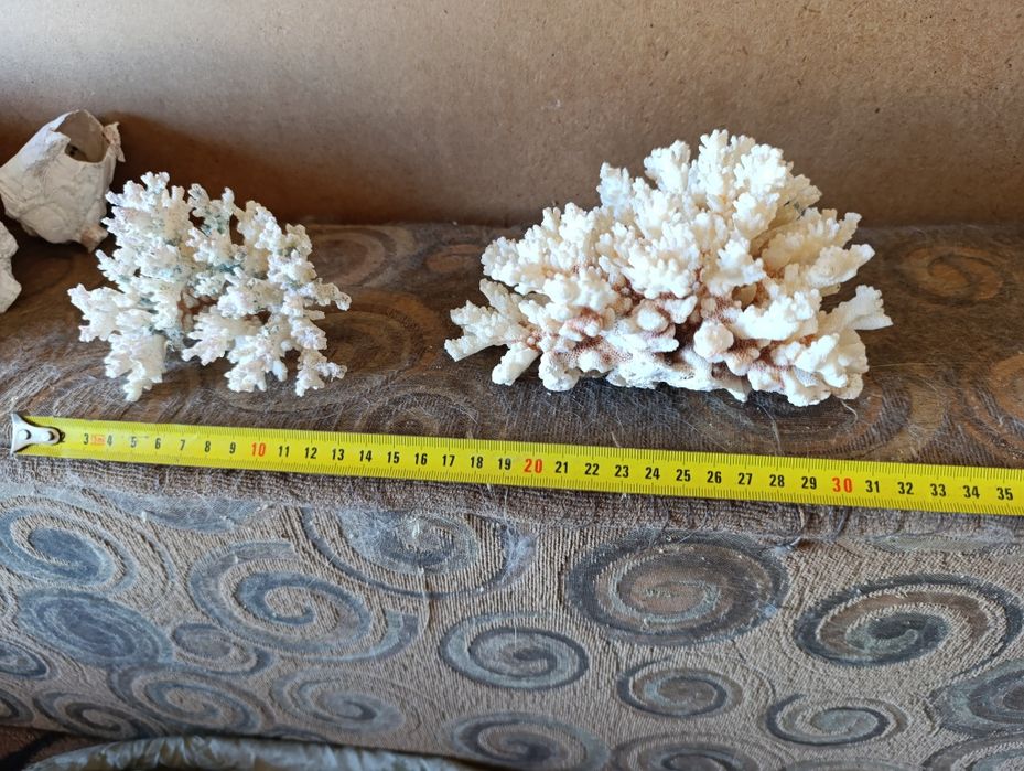 Кораллы для аквариума