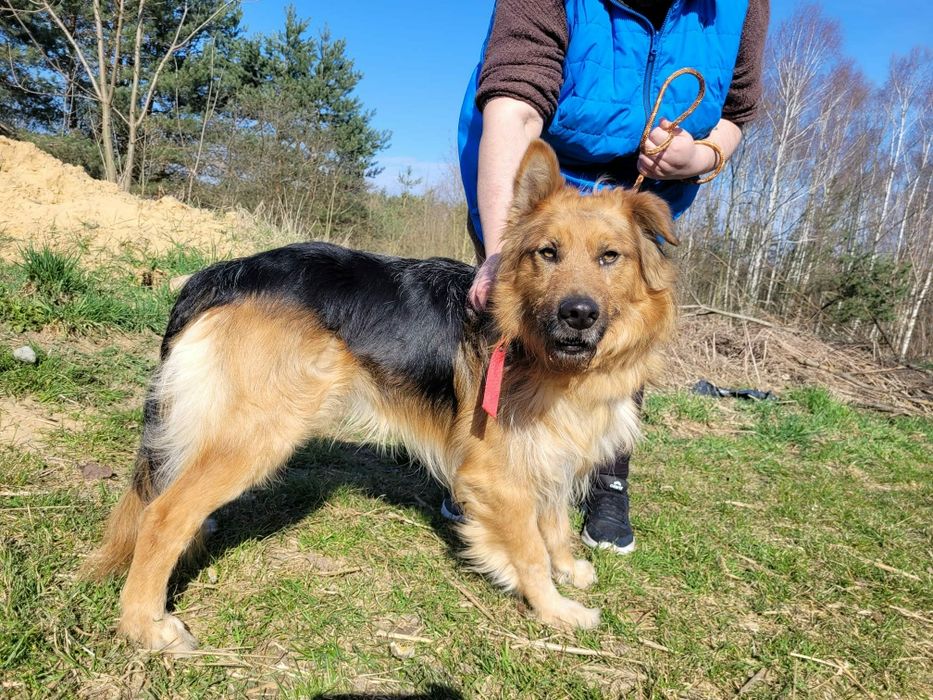 Piękny Max do adopcji