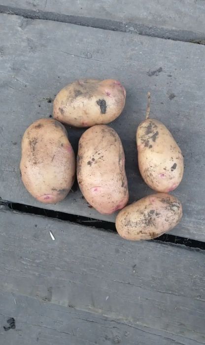 Продаєця картопля