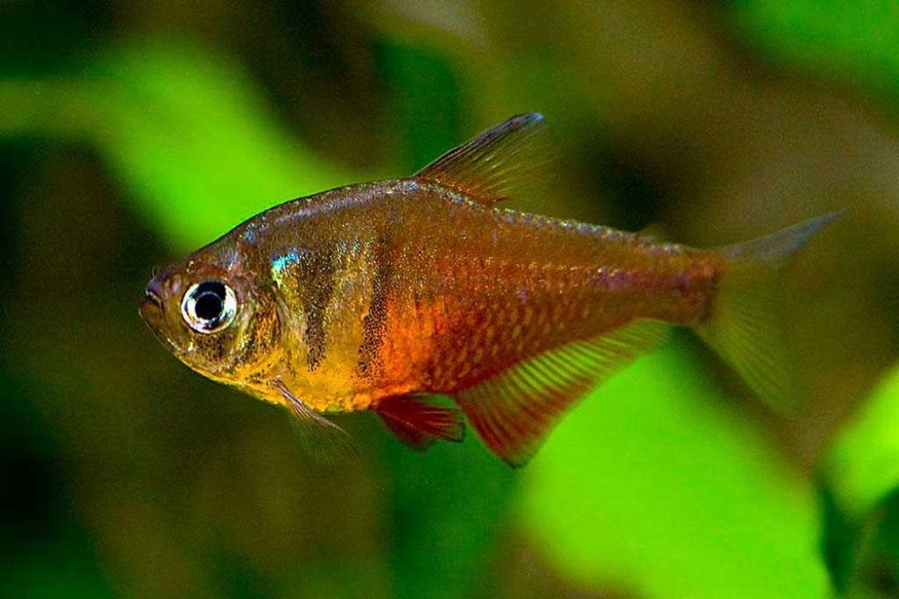 неон красный, неон голубой и другие рыбки