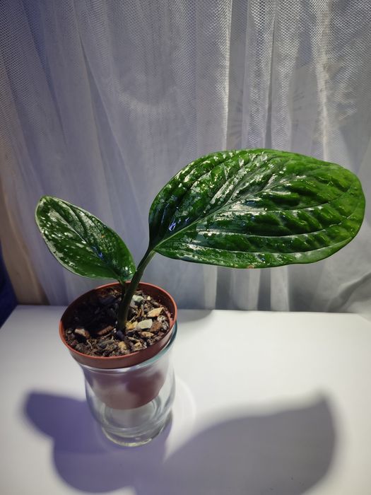 Кімнатні рослини:  Драцена, Філодендрон, епіпремнум, сукулен