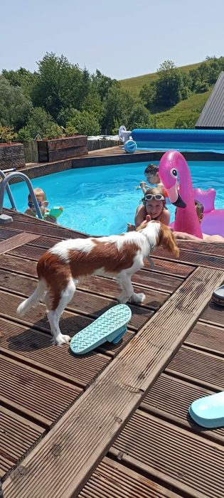 Domek w dolinie .kolo Krynicy zdrój