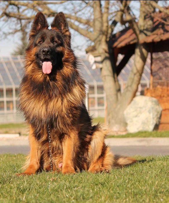 Owczarek Niemiecki - krycie