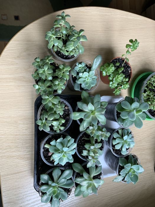 Сукуленты 10 видов