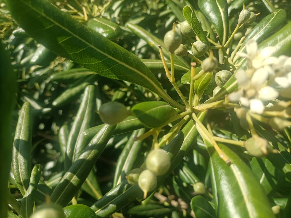 Árvore de jardim Pittosporum Tobira