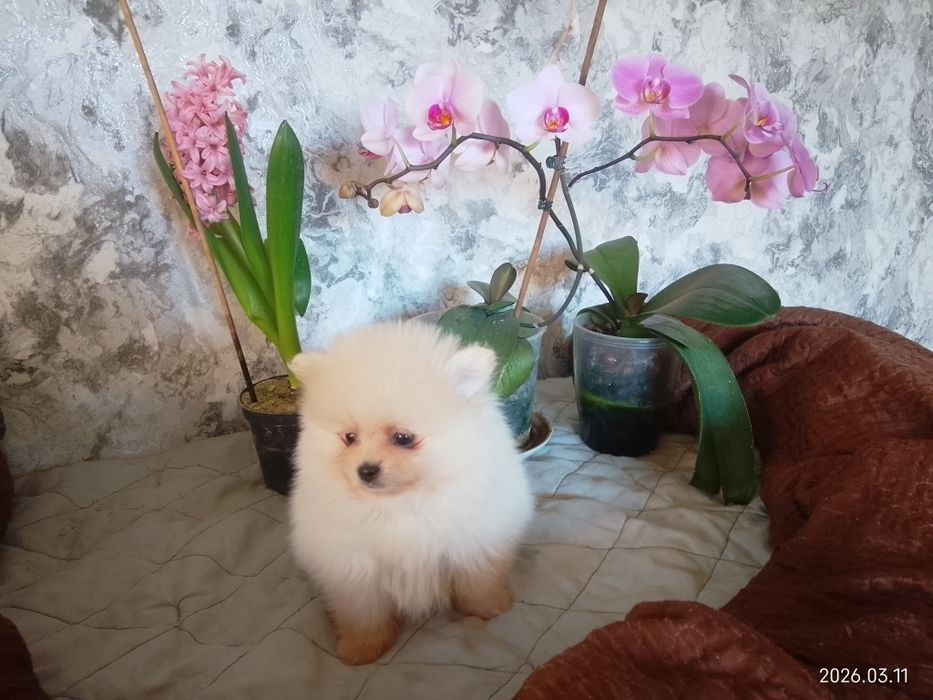 Померанський шпіц готовий до продажу