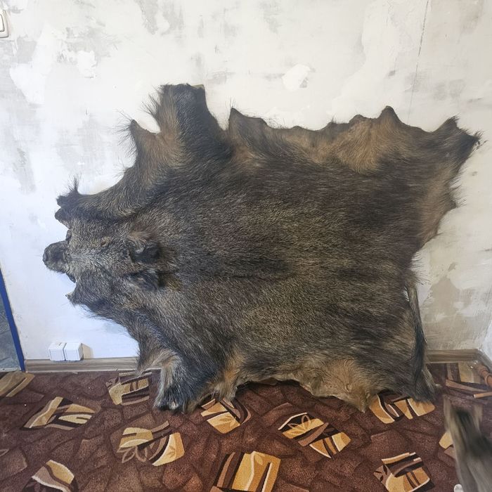 Skóra Dzika Na sklejce