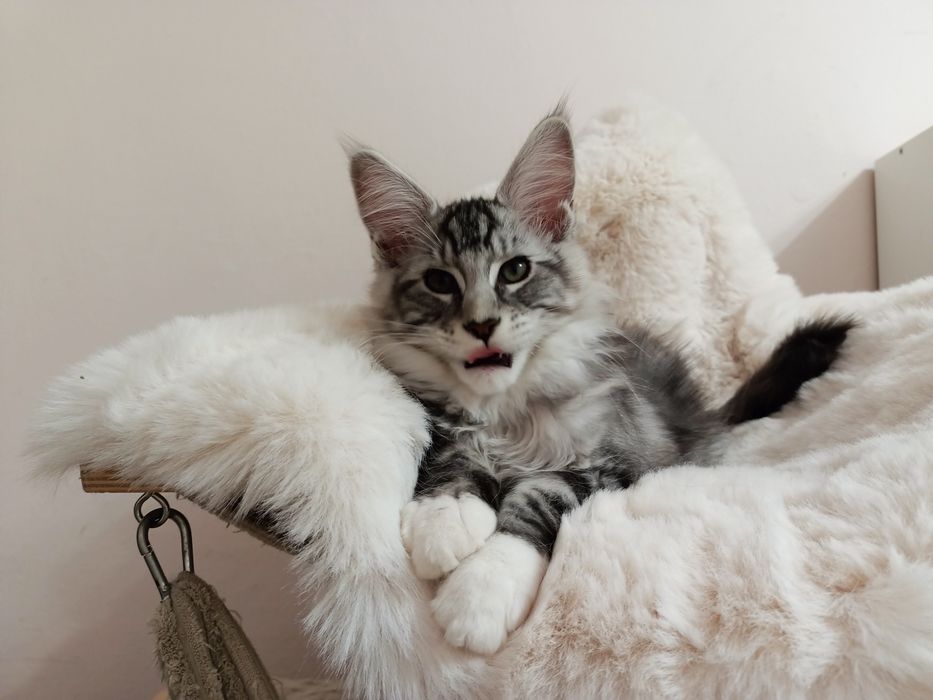 Srebrny Tygrysek Maine coon