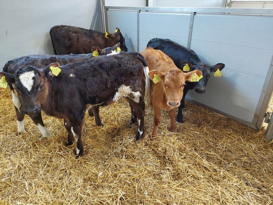 jałówki mm 70/90kg