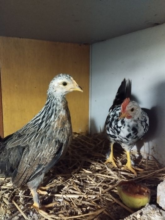 Liliputy  para kurczęta