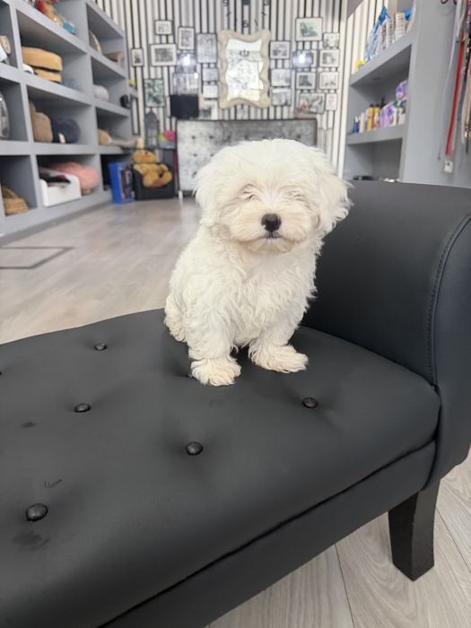 Bichon Maltes  menino top