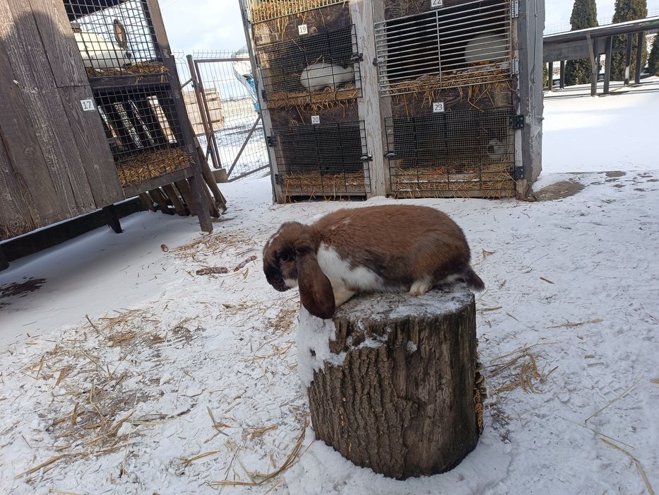 Króliki Barny Francuskie