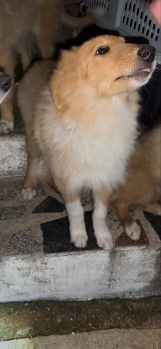 Rough Collie / Lassie