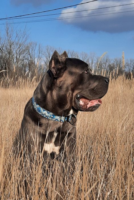 Кобель Кане Корсо для вязки