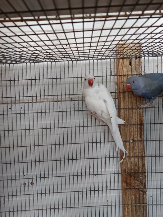 Ring Necks 2025 e outros