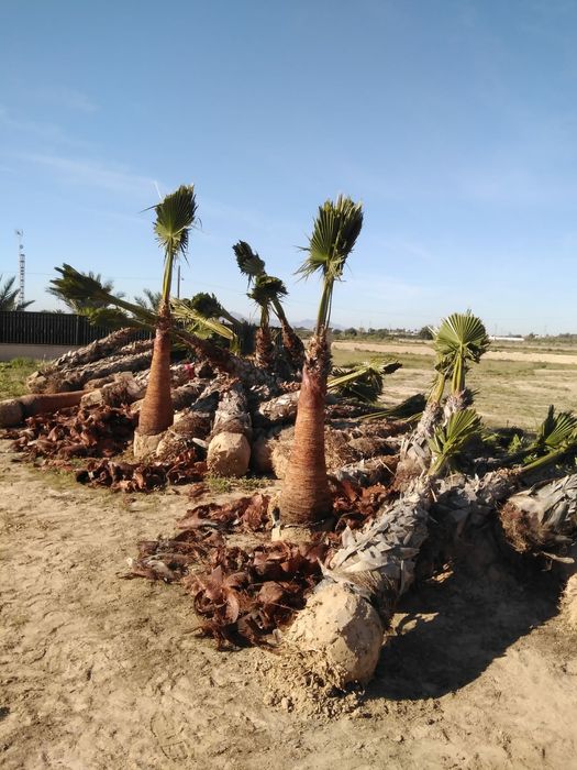 Washingtonia robusta Palms, Trunk Height 10 to 12 Meters64738428014979124
