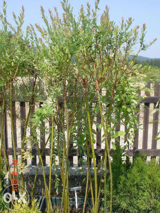 Wierzba Hakuro nishiki na PNIU 150cm -