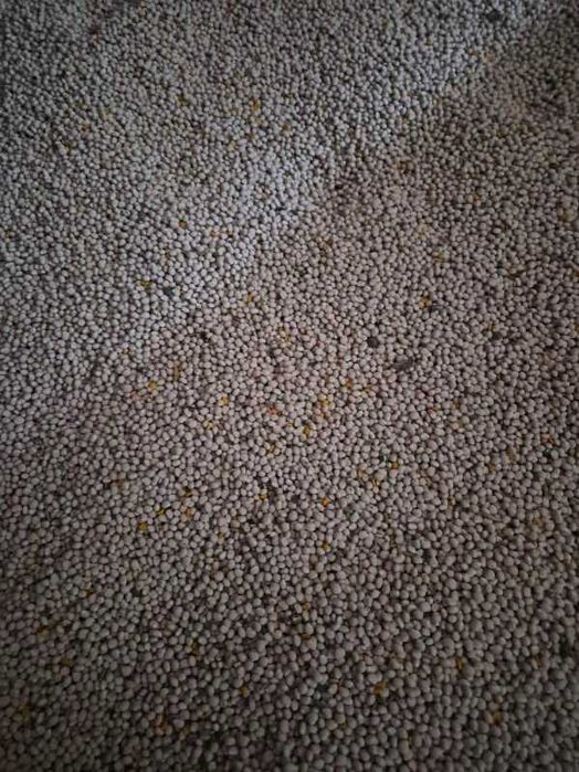 Łubin biały KARO -  Drobnice, gmina Osjaków