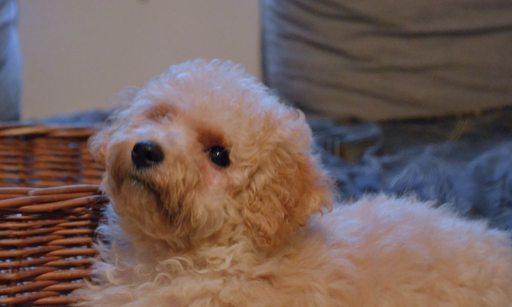 Maltipoo suczka IZZY