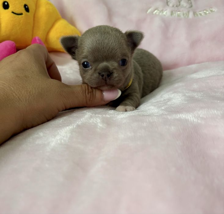 Chihuahua piękny   malutki piesek