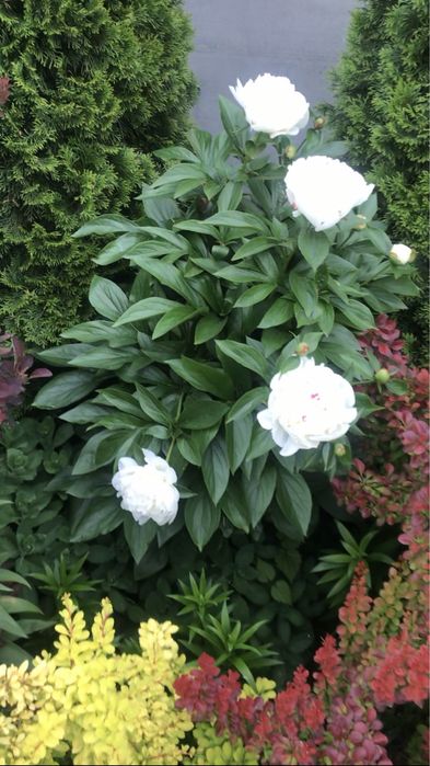 Піони та іриси.!