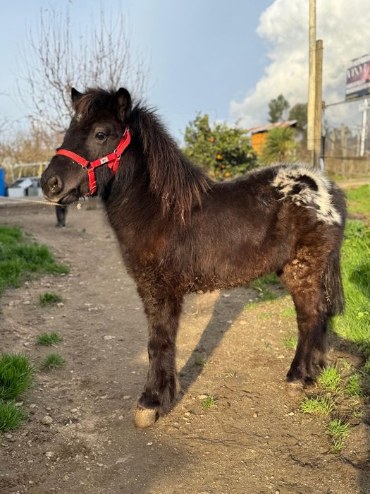 Pônei Shetland TOP