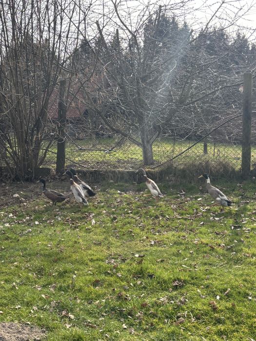 Kaczki biegusy kaczorki