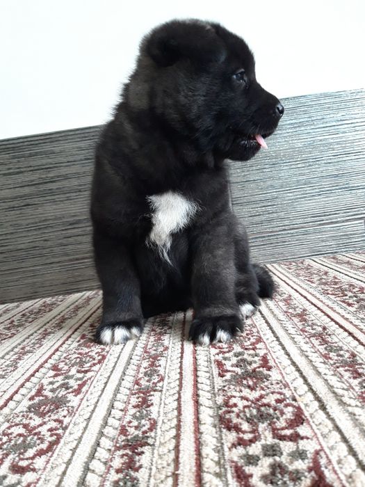 Акіта американська