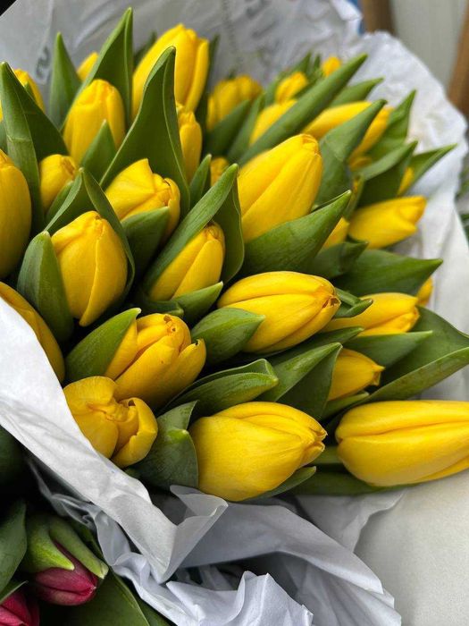 ОПТ! Тюльпан Запоріжжя від 19,90 грн від 50 шт 8 березня / марта