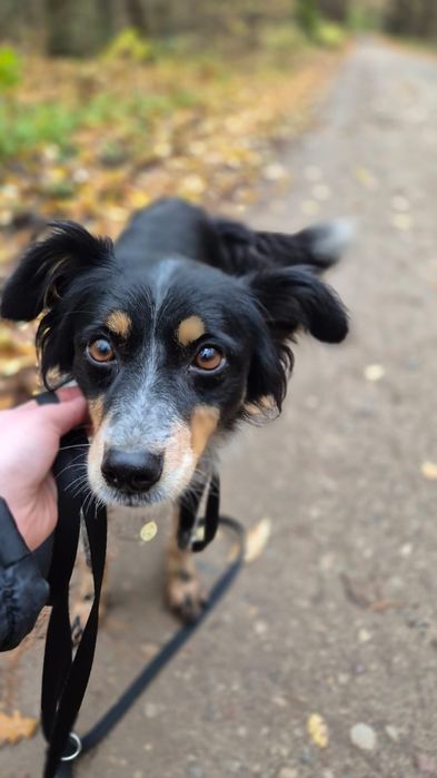 Maciejka wróciła z adopcji, poszukiwany dom!