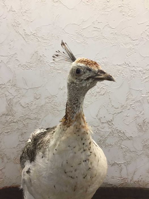 Чучело самки черноплечего  павлина продам.