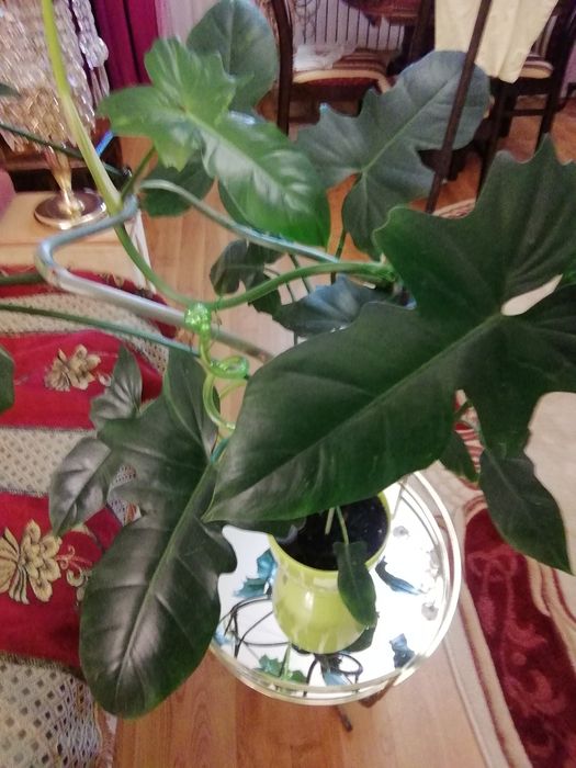 Продається філодендрон Лайм Фідл