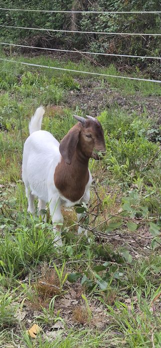 Cabrito boer puro