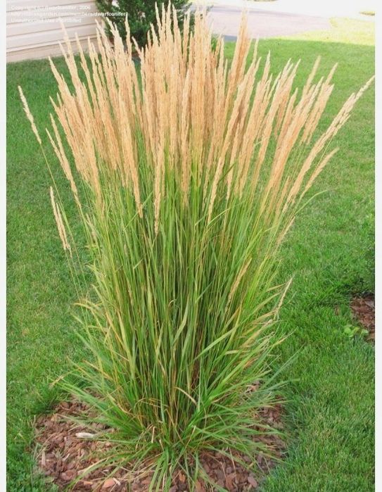 Trawa ozdobna Trzcinnik Karl Foerster