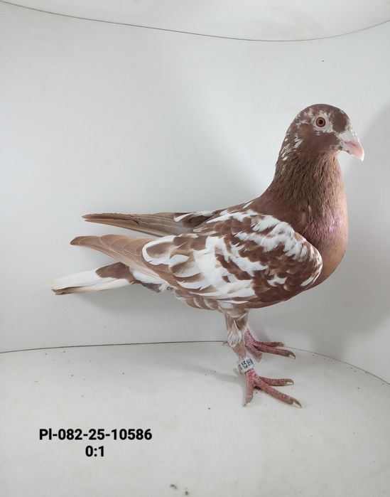 Piękne Mulemansy 2szt gołębie pocztowe